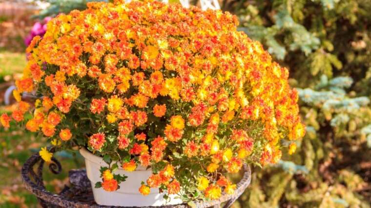 27 Crops for Attractive Fall Containers