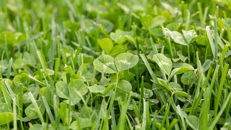 Does Microclover Make a Good Garden Substitute?