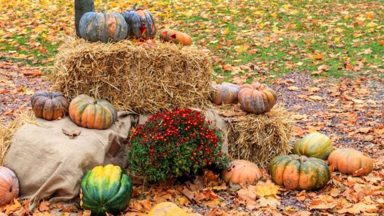 Can You Use Halloween Straw Bales In Your Backyard?