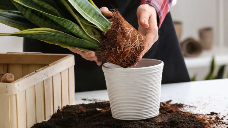 How and When to Repot Houseplants: A Repotting Plant Information