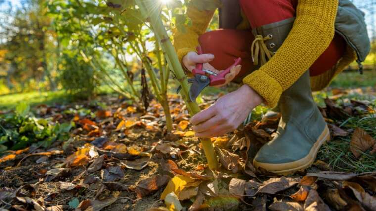 13 Vegetation You Ought to By no means Prune in Fall!