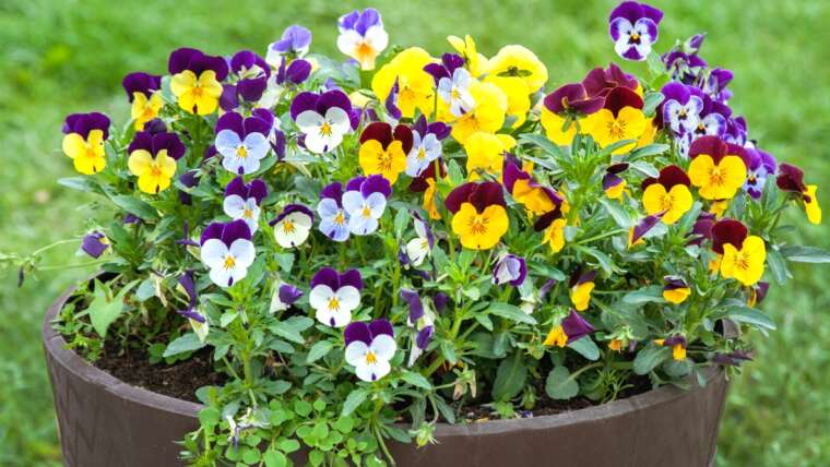 31 Chilly-Hardy Violas and Pansies For Your Backyard