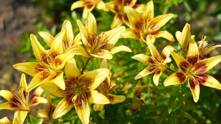 21 Finest Bulb Varieties for Solar and Shade