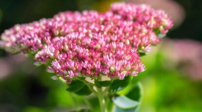 How one can Plant, Develop, and Take care of Autumn Pleasure Sedum