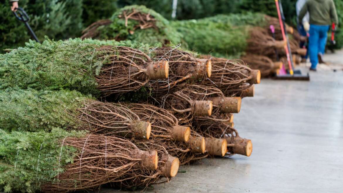 9 Care Tricks to Make Your Christmas Tree Final