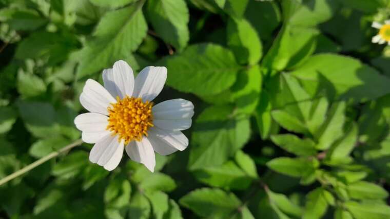 19 Edible Flowers for Your Backyard