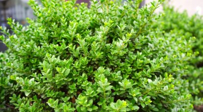 The best way to Plant, Develop, and Take care of Boxwood Shrubs