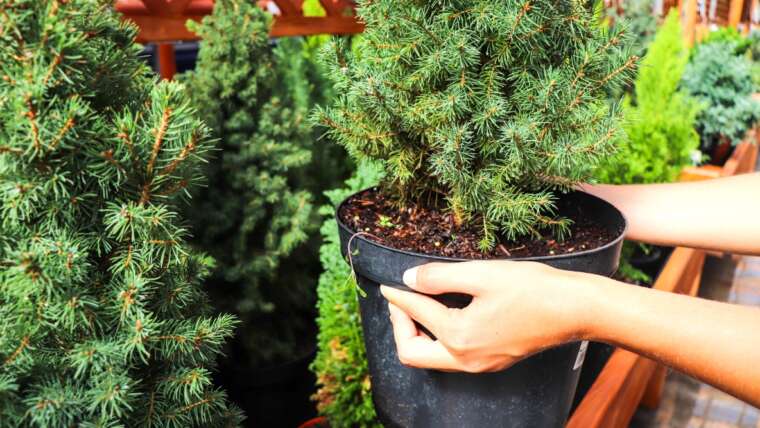 How you can Select, Take care of, and Plant a Stay Christmas Tree