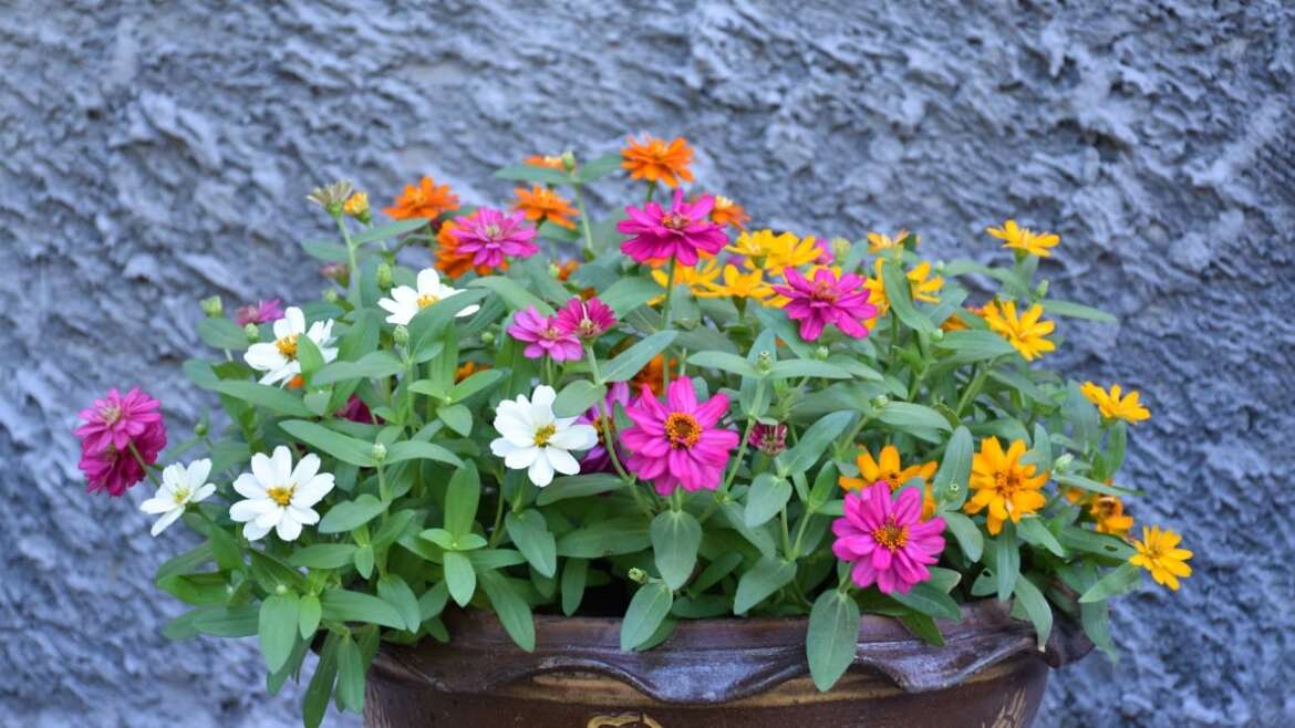 15 Widespread Zinnia-Rising Issues