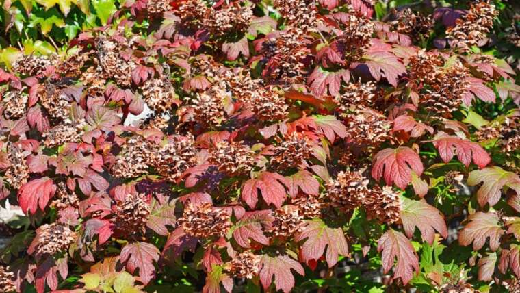 Do you have to Prune Hydrangeas within the Fall?