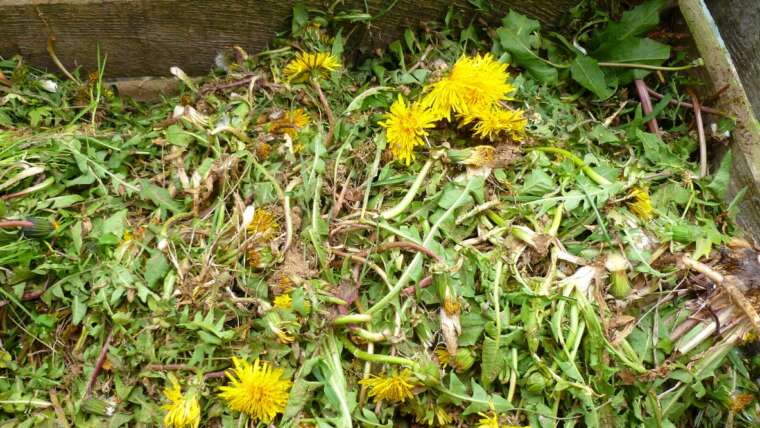 7 Methods to Reuse Weeds within the Backyard