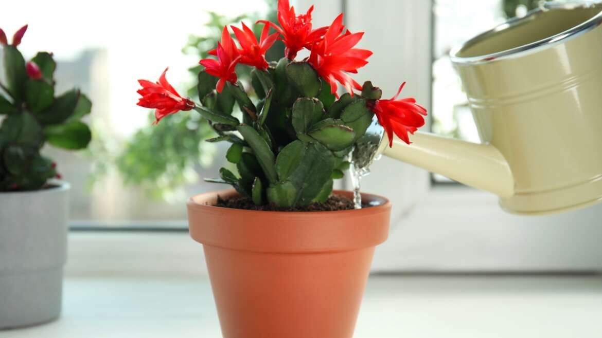 Why Isn’t My Thanksgiving Cactus Blooming?