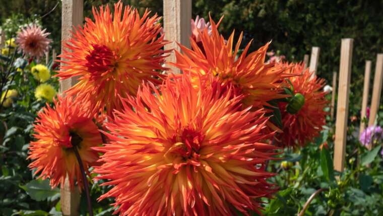 The way to Stake Dahlias to Hold Them From Flopping Over