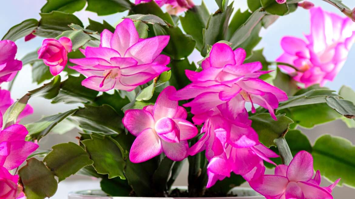 5 Christmas Cactus Ailments: How you can Determine, Forestall, and Deal with