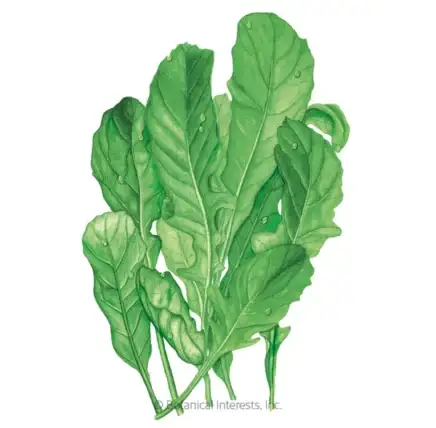 39 Scrumptious Winter Greens You Can Develop Indoors