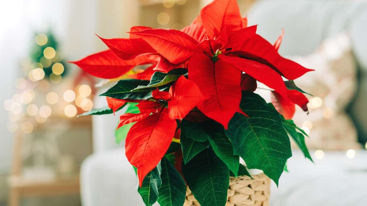 How and When to Fertilize Poinsettias