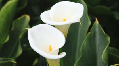 How one can Plant, Develop, and Look after Calla Lilies