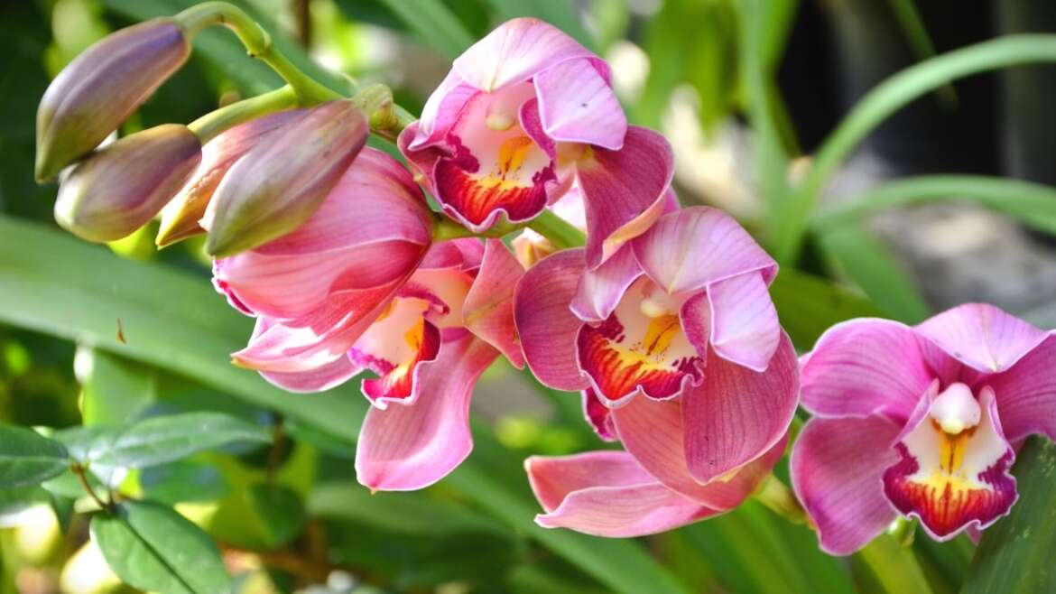 How A lot Gentle Do Orchids Want?