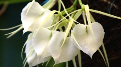 Tips on how to Develop and Look after Brassavola Orchids