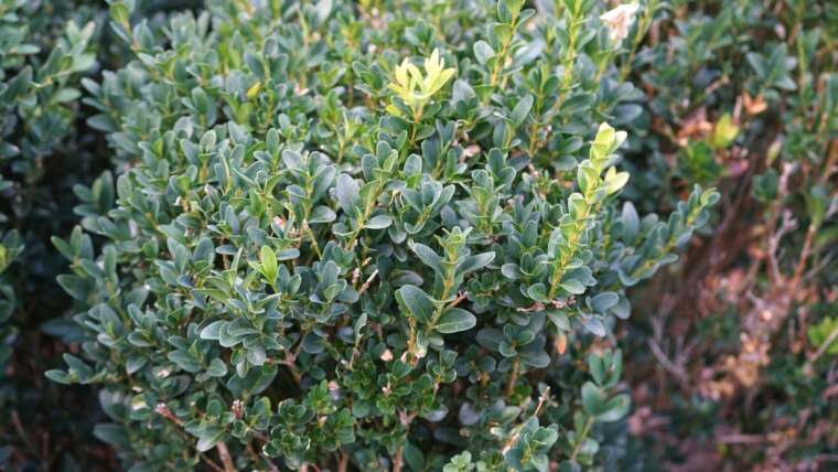 27 Sorts of Boxwood for Your Backyard