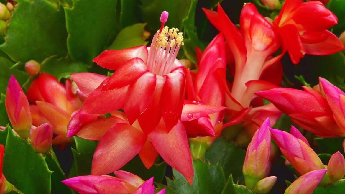 Is Christmas Cactus Secure for Cats?
