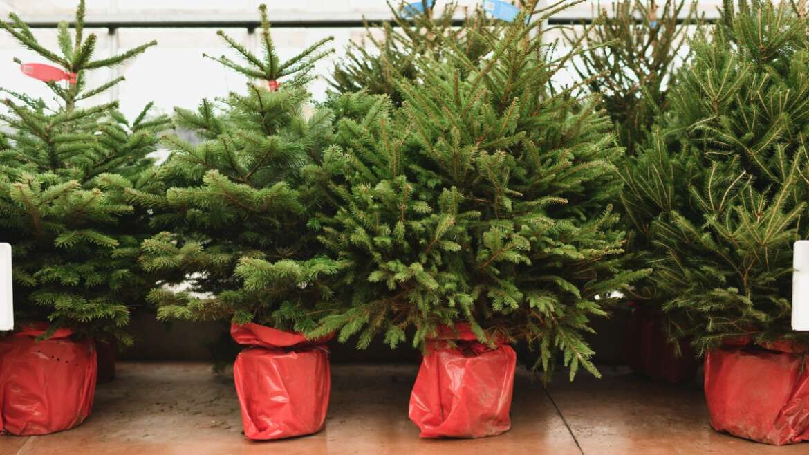 Easy methods to Plant Your Dwell Christmas Tree