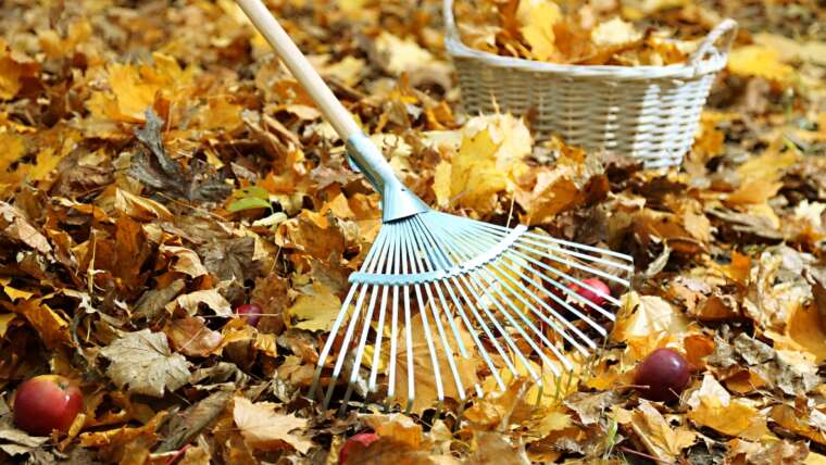 Put together Blackberry Bushes For Winter: Overwinter Blackberries