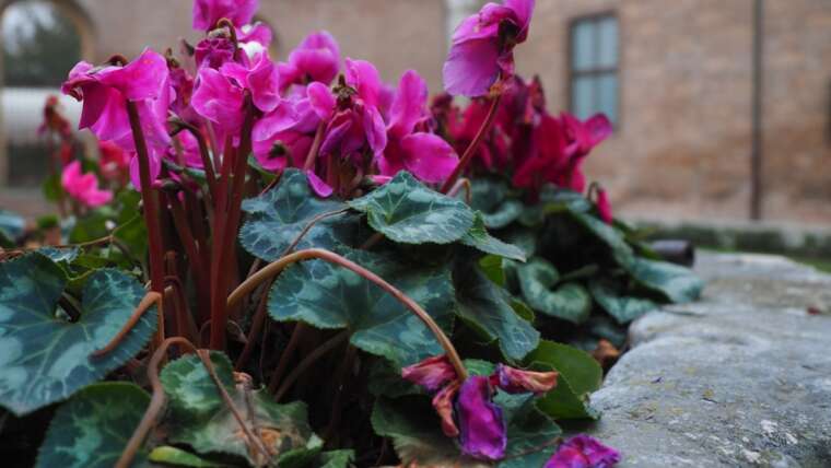 Why Isn’t My Cyclamen Blooming?