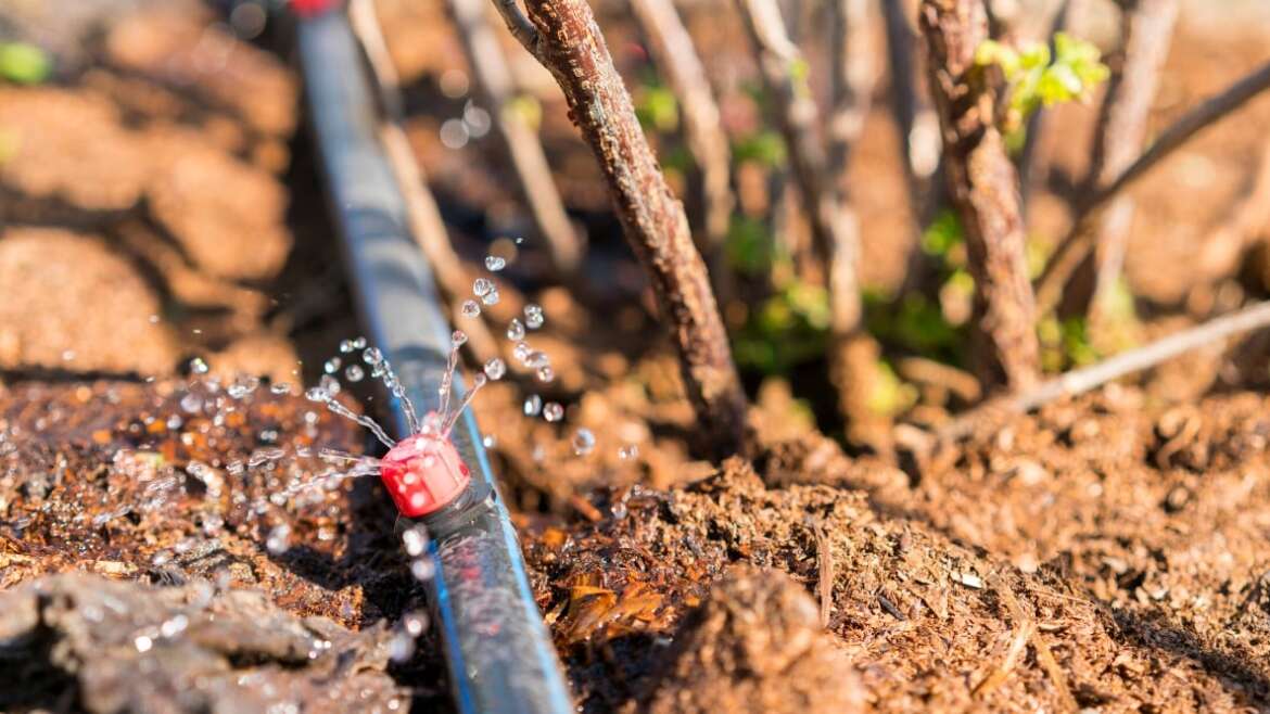 The best way to Set up a DIY Drip Irrigation System in 9 Straightforward Steps