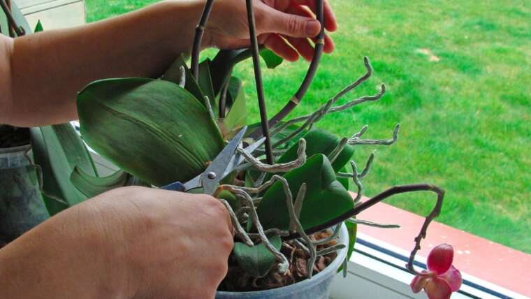Ought to You Trim Lifeless Orchid Flowers?
