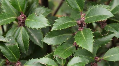 The way to Plant, Develop, and Look after Blue Holly