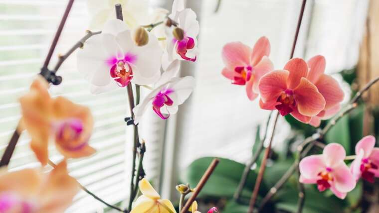 9 Suggestions for Stunning Orchid Blooms This Season