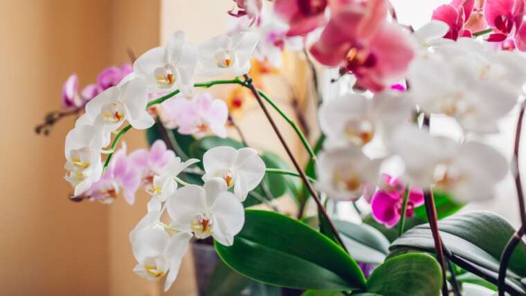 10 Greatest Orchids for Rookies
