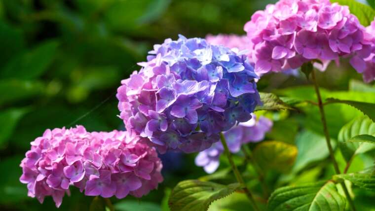 Fantasy or Truth: Can You Flip Hydrangeas Blue With a Rusty Nail?