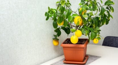 Tips on how to Plant, Develop, and Take care of Indoor Lemon Timber