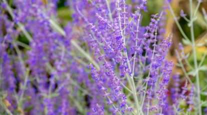 Tips on how to Plant, Develop, and Look after Russian Sage