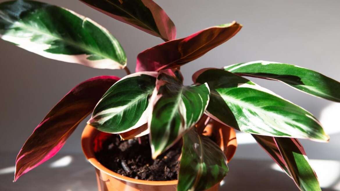 29 Excellent Houseplants To Give As Presents This 12 months