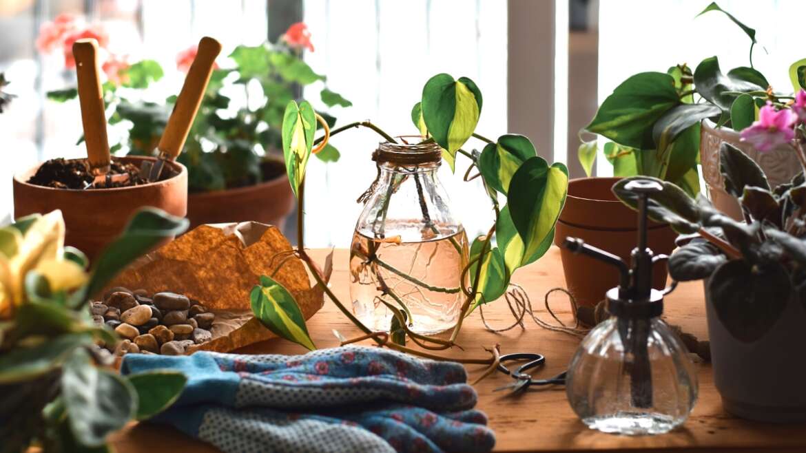 7 Lovely Houseplant Traits for 2024