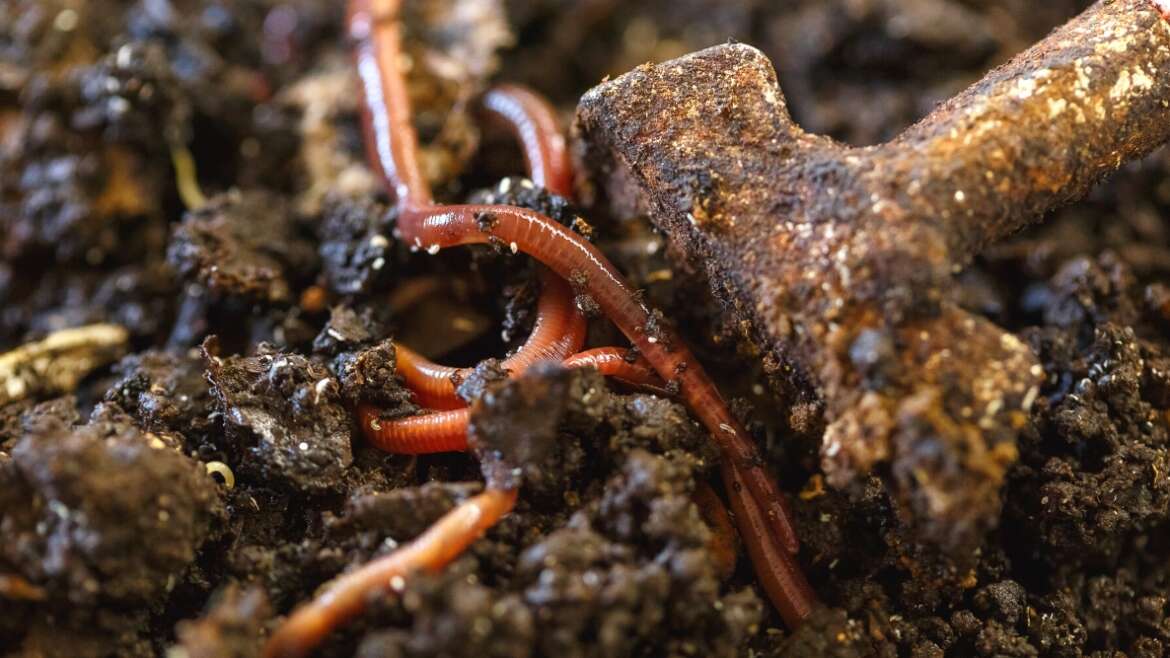 Is Vermicomposting Price The Bother?