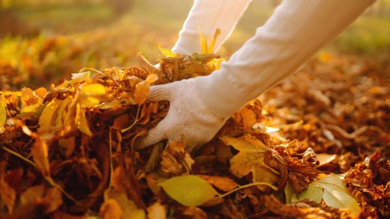 Can You Use Fall Leaves to Fill Raised Beds?