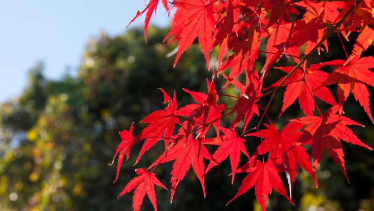 25 Japanese Maple Varieties with Beautiful Foliage