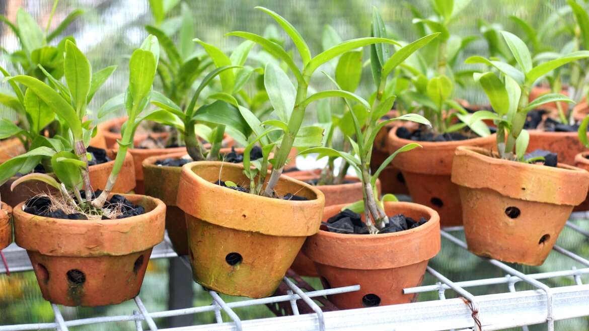 The Greatest Pots for Orchids: Potted Orchid Situations