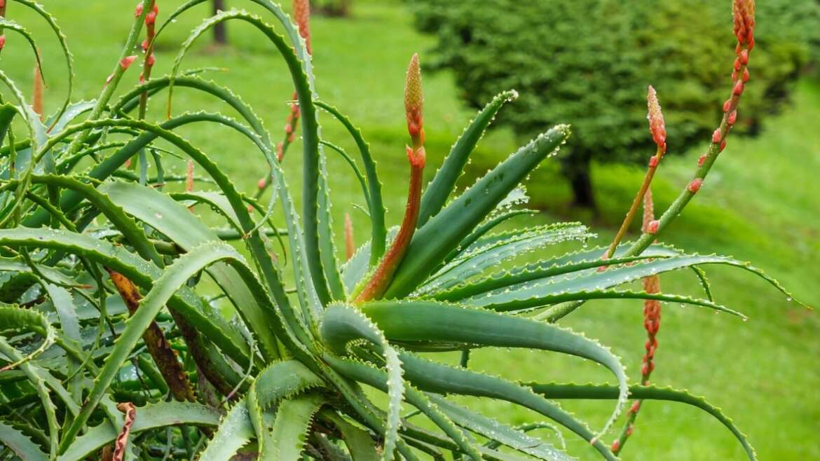 Do Aloe Vera Vegetation Bloom?