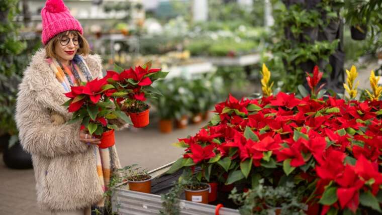 Are you able to Preserve Poinsettias 12 months-Spherical?