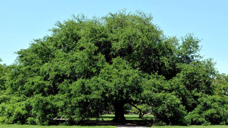 21 Oak Tree Varieties for Your Panorama