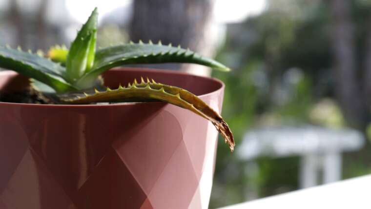 6 Causes Your Aloe is Turning Black and Dying