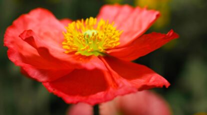Plant, Develop, and Look after Iceland Poppies