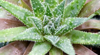 Methods to Plant, Develop, and Take care of Minnie Belle Aloe