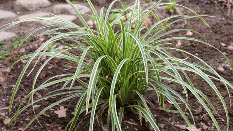 11 Greatest Decorative Grasses for Shade