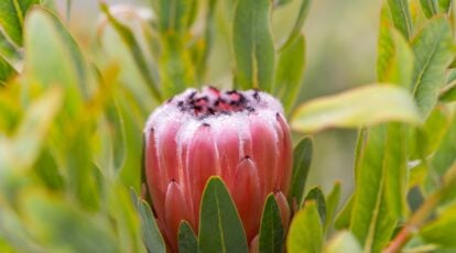 The way to Plant, Develop, and Look after Protea Vegetation